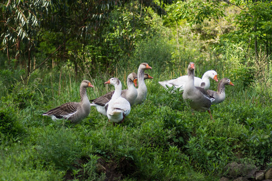 family of goose on grass