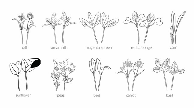 Set Young microgreen dill, amaranth, magenta spreen, red cabbage, corn, sunflower, peas, beet, carrot, basill, Vector line graphics on a white background, line art, one line.