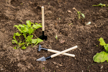 Gardening concept. caring for seedlings in the spring and preparation for transplantation.Tools in soil surface . Copy space, top view. Agricultural work. Selective focus.