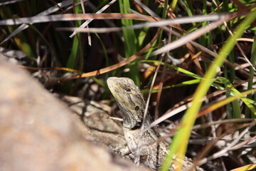 Jacky Dragon (Amphibolurus muricatus), Cranbourne Botanic Gardens, Melbourne, Australia.