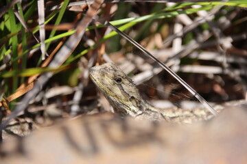 Jacky Dragon (Amphibolurus muricatus), Cranbourne Botanic Gardens, Melbourne, Australia.
