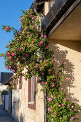 Abundant blooming of a pink weaving rose through the building