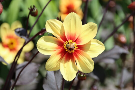 Dahlia flower, Royal Botanic Gardens, Melbourne, Australia.