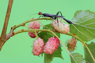 A crown wasp is looking for prey in a wild fruits. This insect has the scientific name Aguiarina erythrocephalus. 