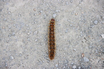 Caterpillar on a gravel path in the Cranbourne Botanic Gardens, Melbourne, Victoria, Australia.