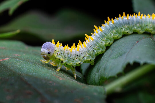 Chongqing mountain ecological  caterpillar
