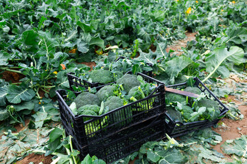 Freshly harvested organic broccoli in plastic crates at a vegetable farm