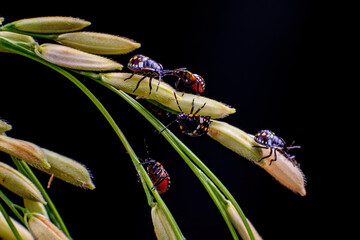 Chongqing mountain ecological  bugs with yellow and green leaves
