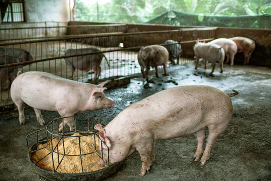 Chongqing rural revitalization  pig breeding
