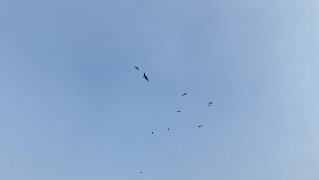 Flock of kestrel are flying randomly in the sky