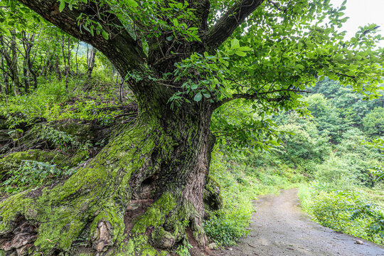 An ancient tree Bao western funiu area
