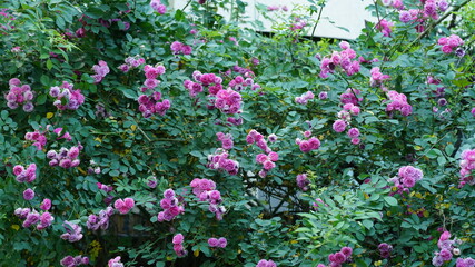 The beautiful flowers blooming in the gardern in spring