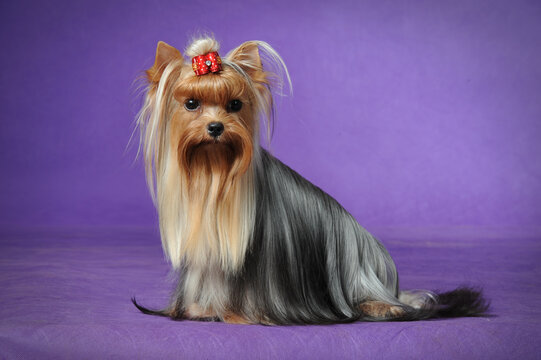 Yorkshire Terrier with bowknot
