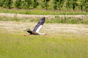 White stork (lat. Ciconia) in flight over green grass in a countryside area