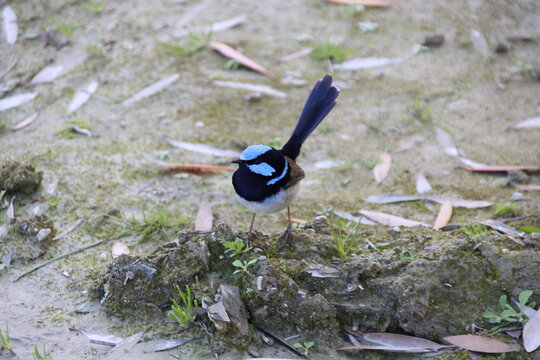 Superb Fairy-wren (Malurus cyaneus), Cranbourne Botanic Gadens, Melbourne, Australia.