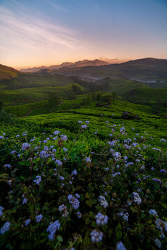 Awesome view of tea garden in Munnar, Morning sunrise image with flowers and nice mountain backgrounds, Kerala nature beauty image
