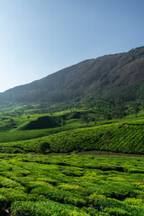 Fototapeta na wymiar Tea garden view from Munnar, beautiful vertical nature scenery