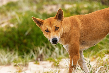 dingo