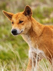 dingo