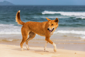dingo