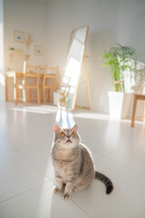 Morning mood. Scottish cat