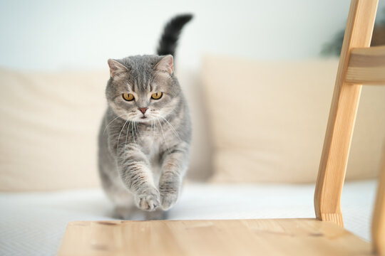 Scottish cat jumping