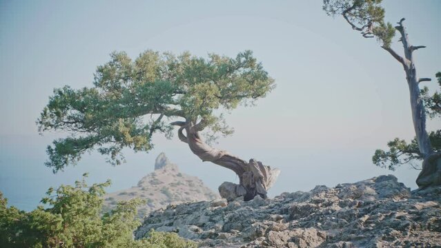 Slow motion view from the back of a middleaged man with a camera approaches the edge of a cliff in a growing bizarre juniper and photographs the seascape