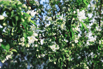 Obraz premium White flowers on a green bush. The white rose is blooming. Spring cherry apple blossom.