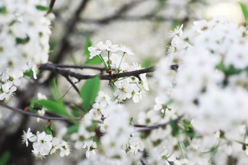 White flowers on a green bush. The white rose is blooming. Spring cherry apple blossom.