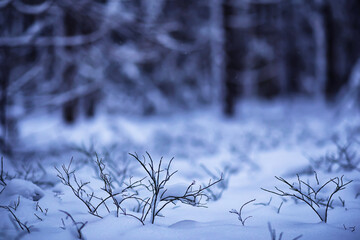The forest is covered with snow. Frost and snowfall in the park. Winter snowy frosty landscape.