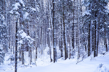 The forest is covered with snow. Frost and snowfall in the park. Winter snowy frosty landscape.