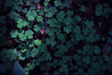 Green grass background. Four leaf clover symbol of St. Patrick's Day.