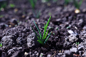 Young sprouts of seedlings in the vegetable garden. Greenery in a greenhouse. Fresh herbs in the spring on the beds.