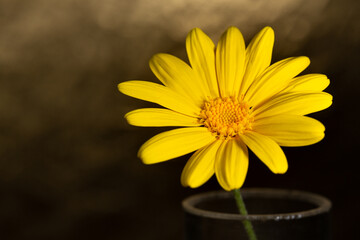 Macro background photo of yellow daisy flower. Middle of daisy, reproductive organs in selective focus. Impressive daisy wallpaper.