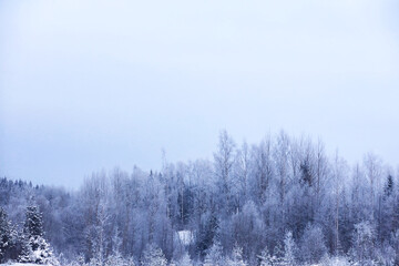 The forest is covered with snow. Frost and snowfall in the park. Winter snowy frosty landscape.