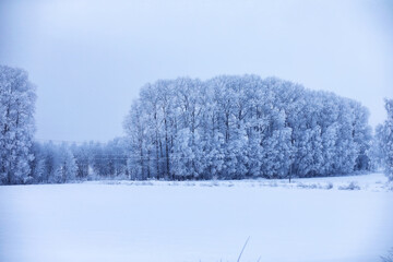 The forest is covered with snow. Frost and snowfall in the park. Winter snowy frosty landscape.