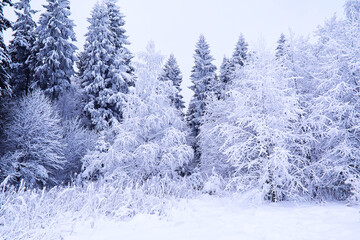 The forest is covered with snow. Frost and snowfall in the park. Winter snowy frosty landscape.