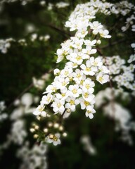 white cherry blossom