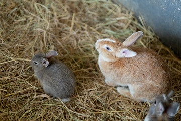 rabbit, bunny pet with blur background, animals