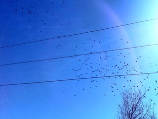 Birds flock flying in the sky