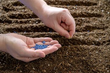 Farmer's hand planting seed in soil