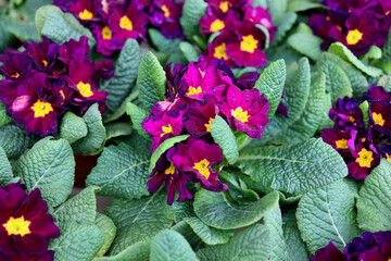 Violet flowers in the flowers market