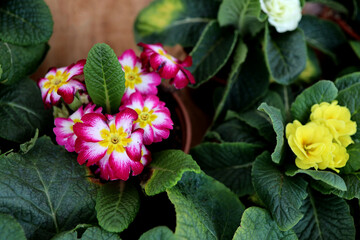 Violet flowers in the flowers market