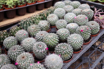 Selective focus close-up on golden barrel cactus (Echinocactus grusonii) cluster.