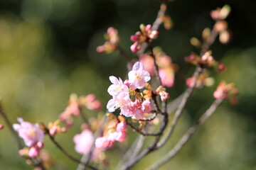 Obraz premium 河津桜