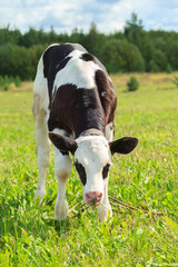 Young black and white calf eating grass on a pasture on a sunny summer day. Organic animal feeding. Natural farming. Russian countryside.