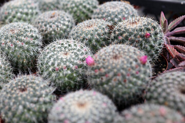 Selective focus close-up on golden barrel cactus (Echinocactus grusonii) cluster.