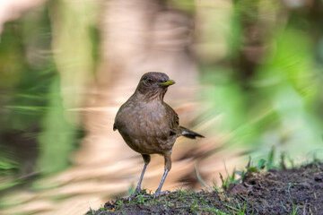 bird Clay-colored Thrush, Turdus grayi , looking for food on ground, La Fortuna, Volcano Arenal, Wildlife and birdwatching in Costa Rica.