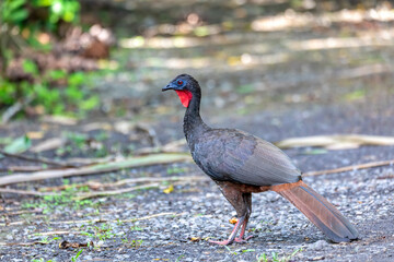 Crested Guan (Penelope purpurascens) in rainforest, La Fortuna, Volcano Arenal, Wildlife and birdwatching in Costa Rica.