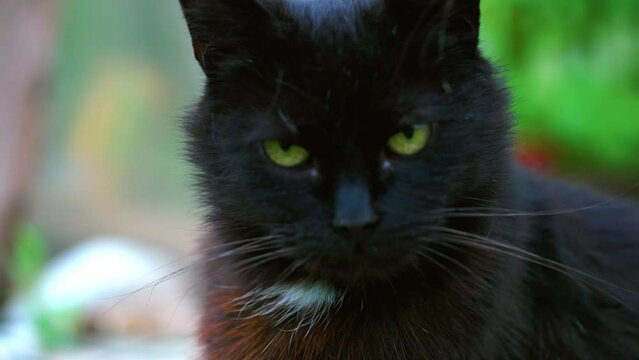 Close Up Of Black Cat With Wide Yellow Eyes.